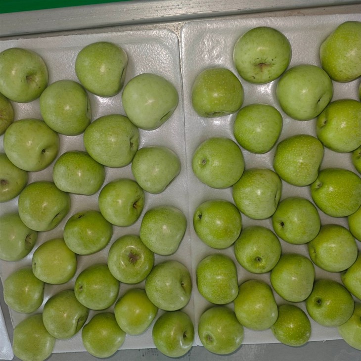 Wholesale Premium Green Apple Gala Apples factory