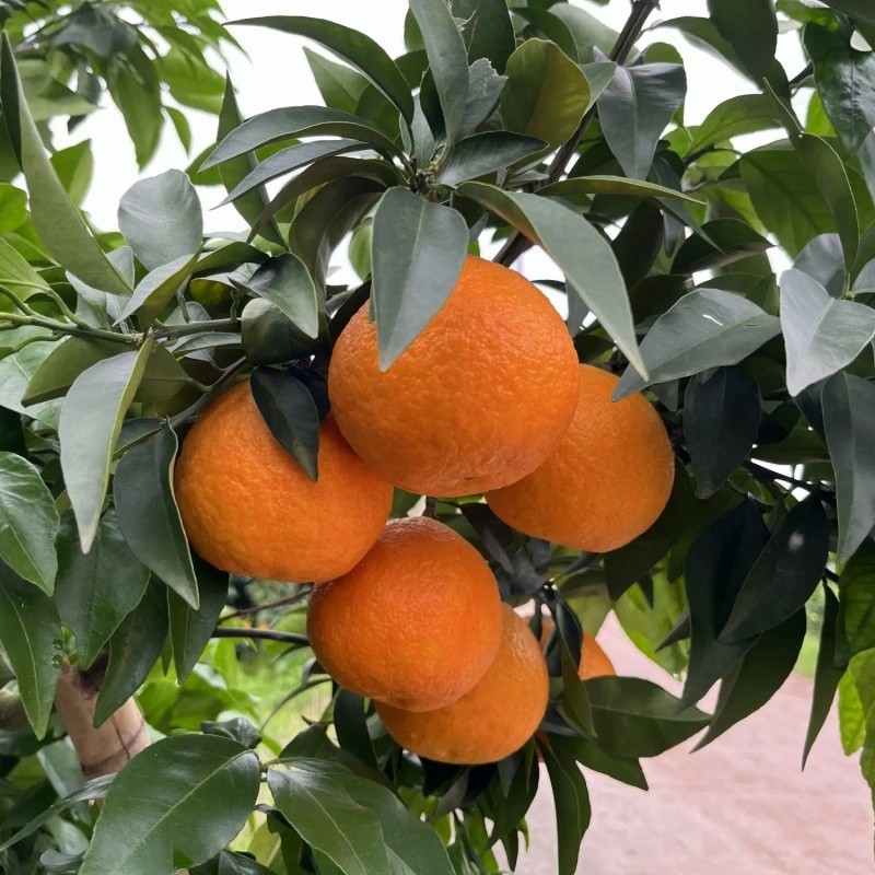 Delicious Sweet Fresh Citrus Oranges factory