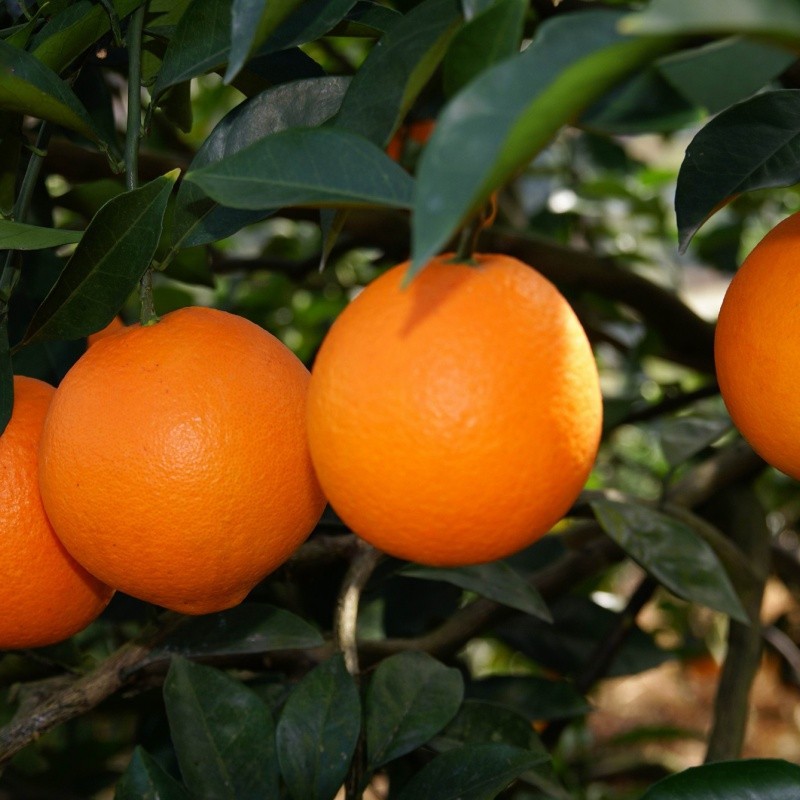 Delicious Sweet Fresh Citrus Oranges high quality