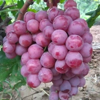 u1018795248419875941fm253fmtautoapp120fJPEG u1018795248419875941fm253fmtautoapp120fJPEG