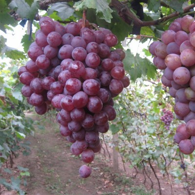 Super Quality Fresh Grape Fresh Crimson Fruits For Exporting