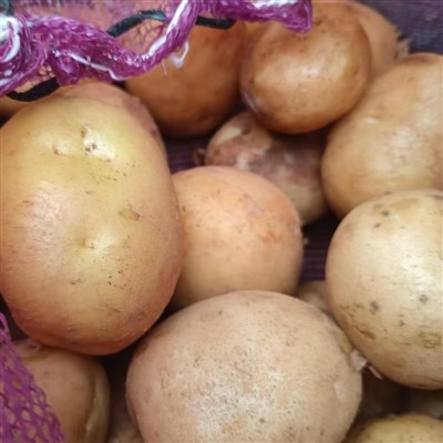 Tengzhou Fresh Potato Tengzhou Fresh Potato