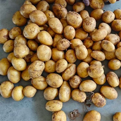Tengzhou Fresh Potato Tengzhou Fresh Potato